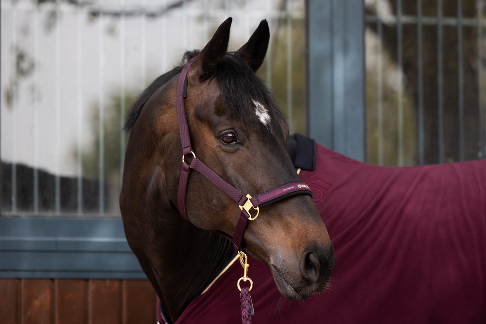 PIN BUCKLE<br>HEADCOLLAR