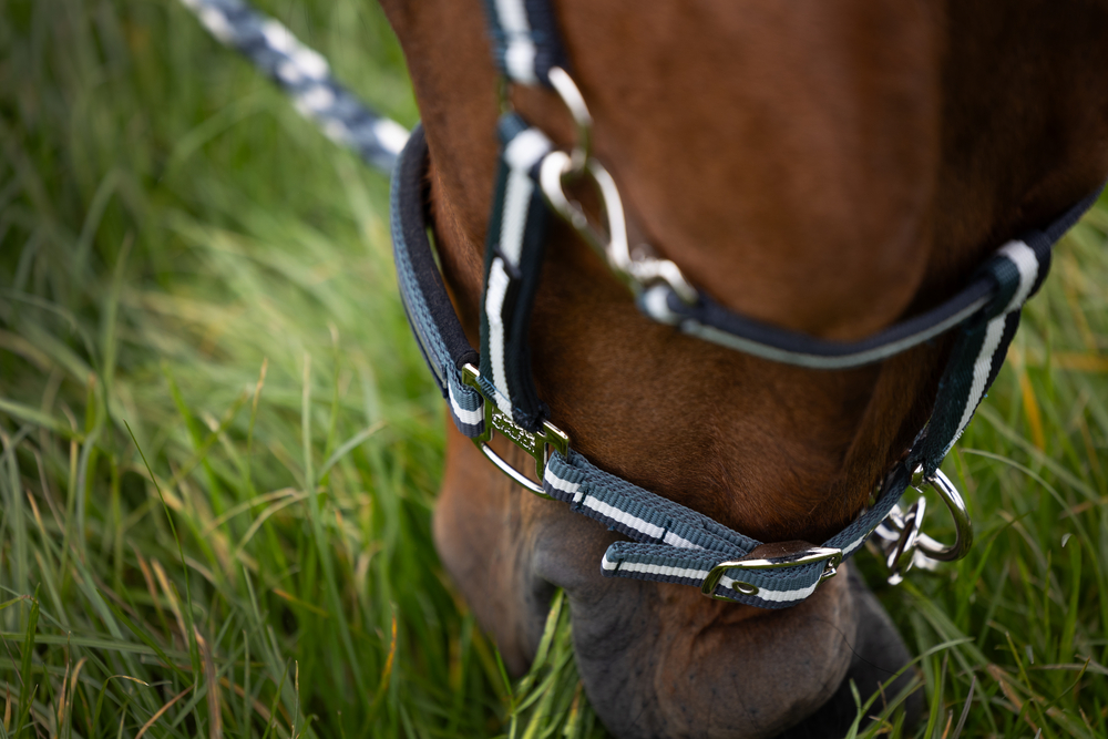 PIN BUCKLE<br>HEADCOLLAR