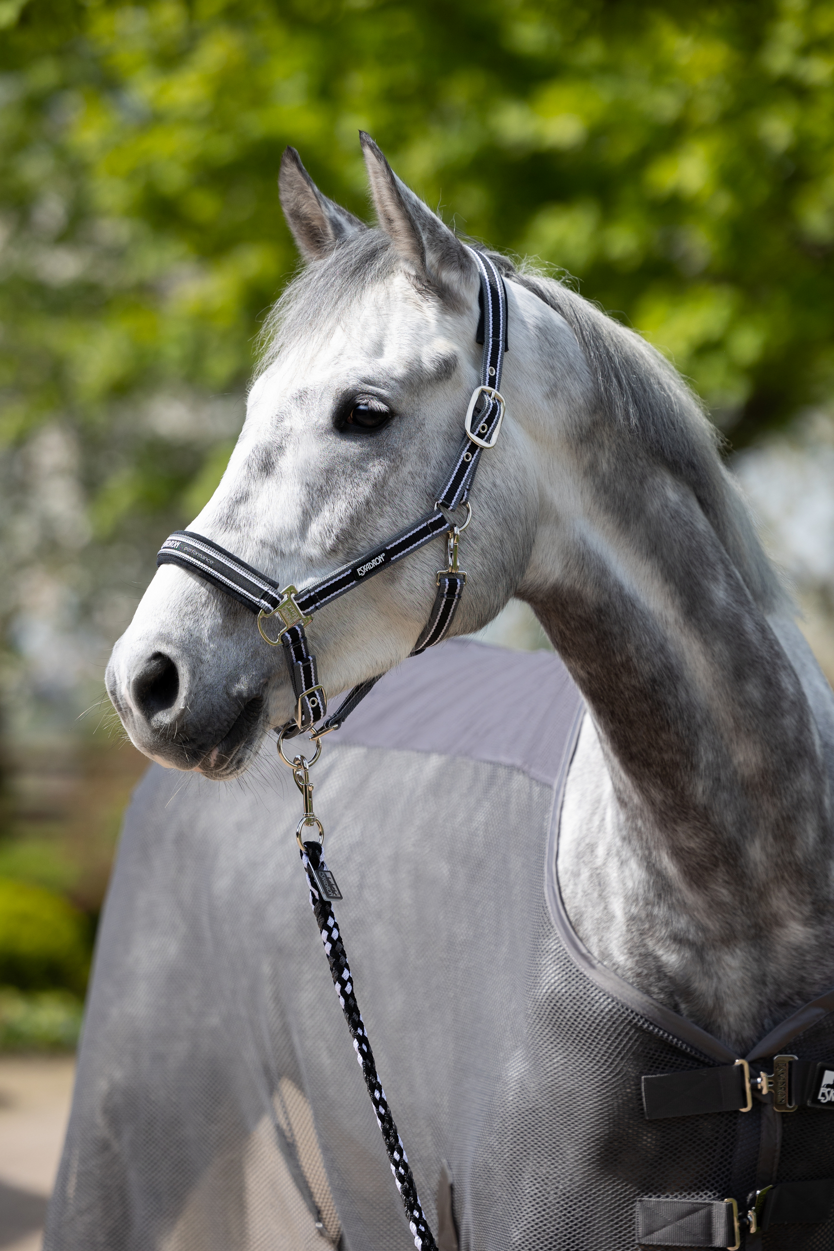 PIN BUCKLE<br>HEADCOLLAR