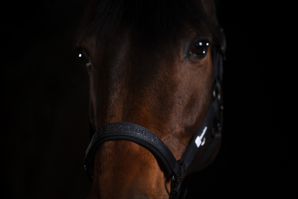 SPARKLE DOUBLE PIN<br>HEADCOLLAR