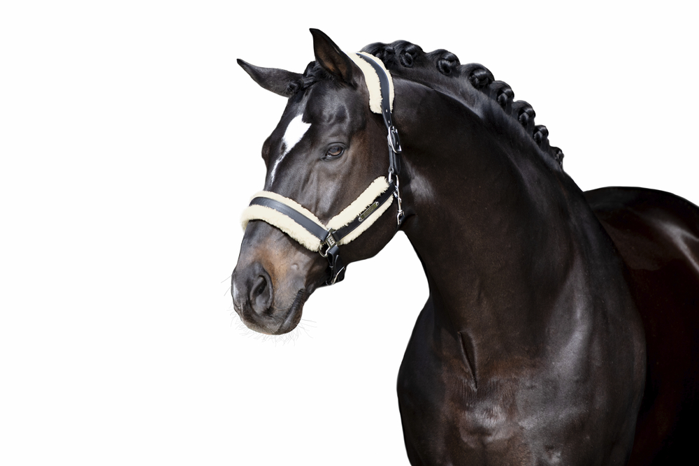 FAUX FUR SET STALLION<br>PADDING