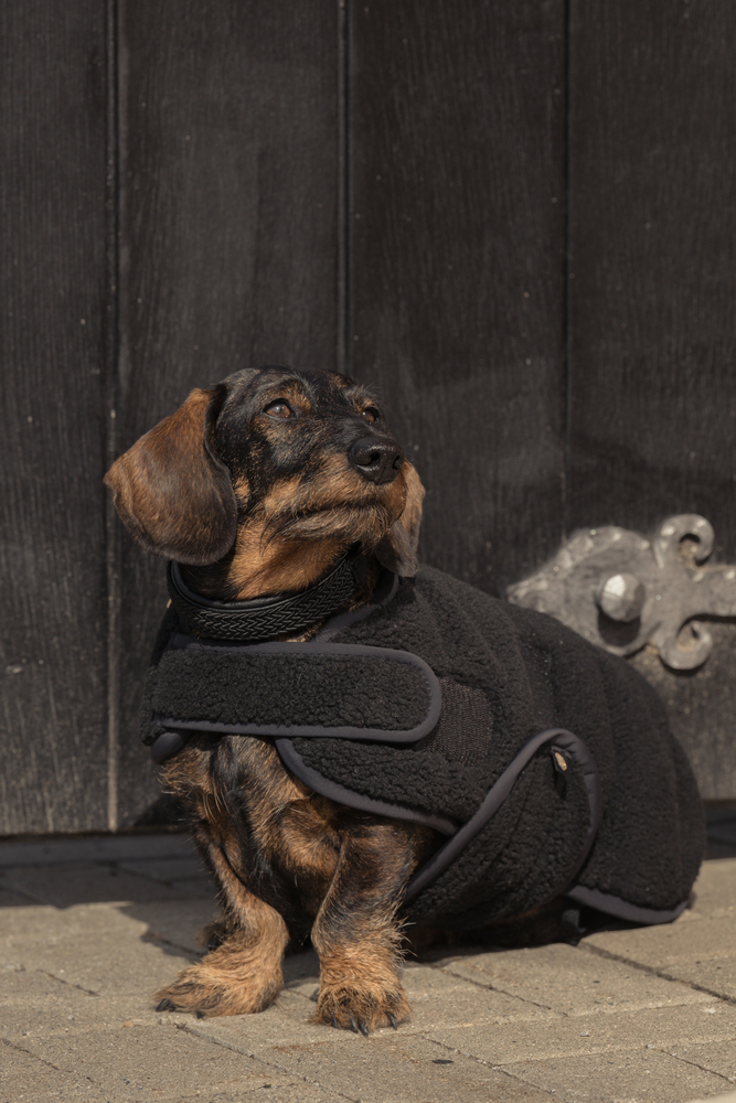 TEDDY<br>DOG COAT