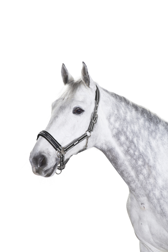 PIN BUCKLE<br>HEADCOLLAR