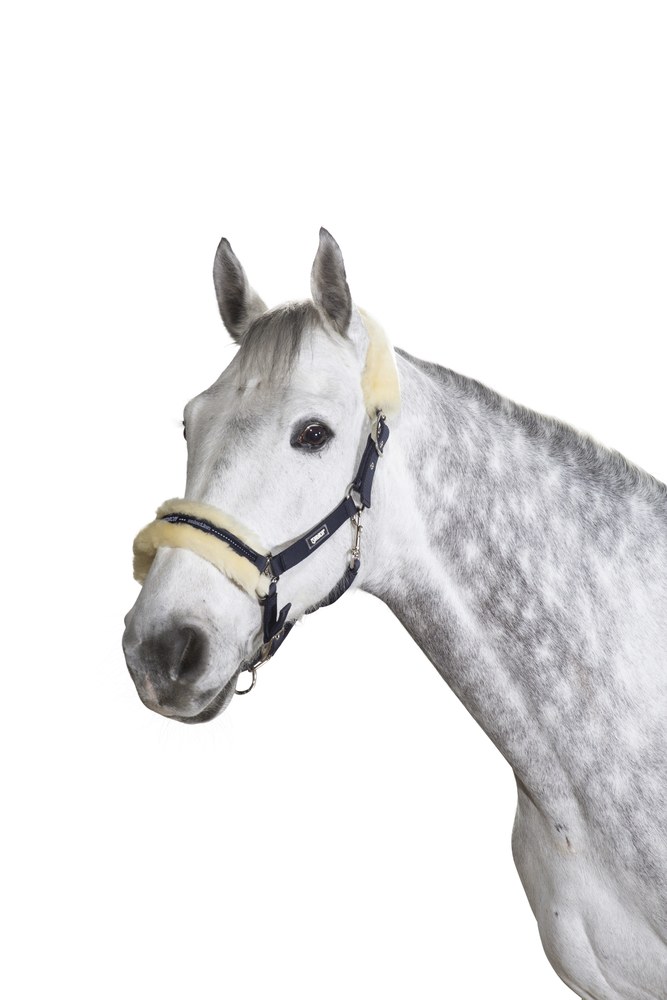 LAMBSKIN PIN BUCKLE<br>HEADCOLLAR