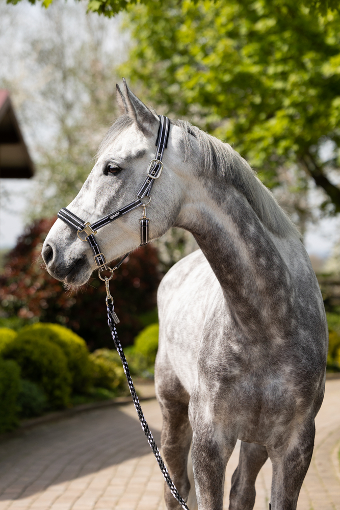 PIN BUCKLE<br>HEADCOLLAR
