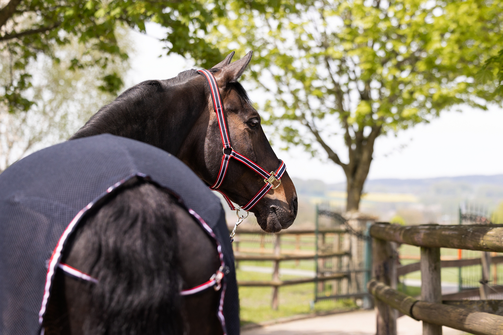 PIN BUCKLE<br>HEADCOLLAR