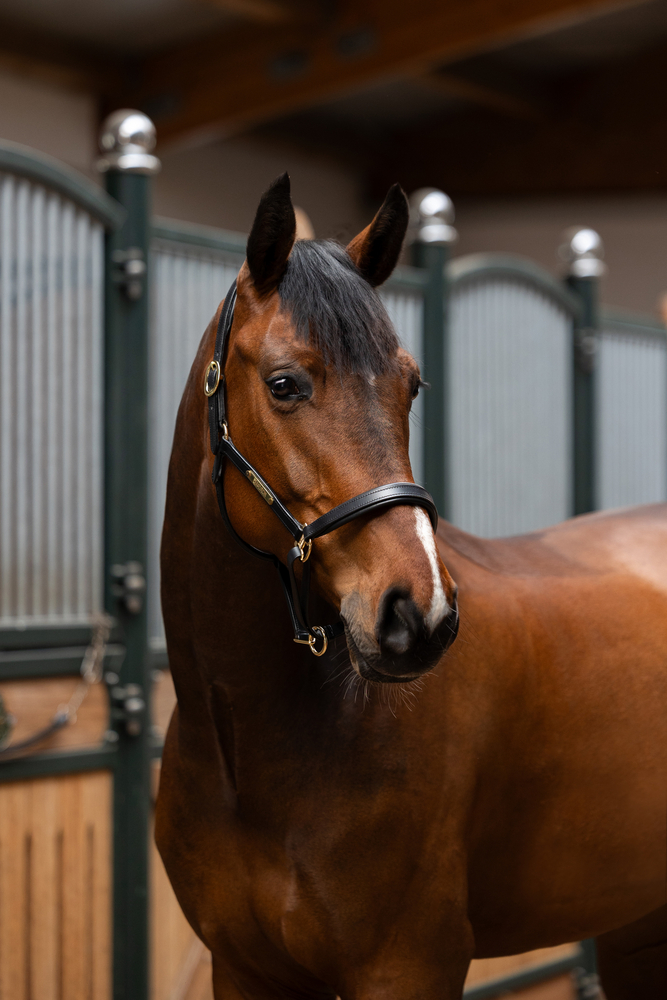 LEATHER ELEGANCE<br>HEADCOLLAR