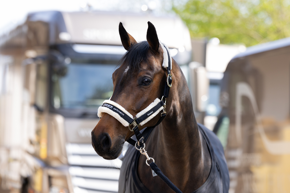 FAUXFUR DOUBLEPIN<br>HEADCOLLAR