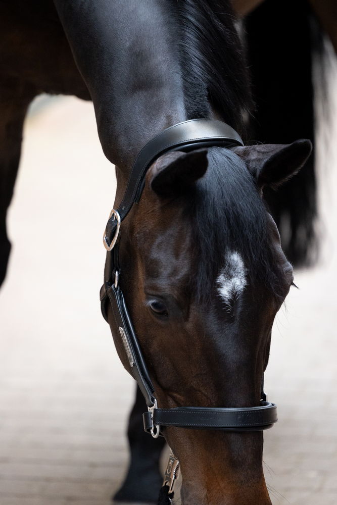 LEATHER STALLION<br>HALFTER