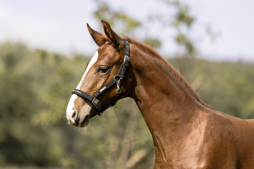FOHLEN<br>HEADCOLLAR