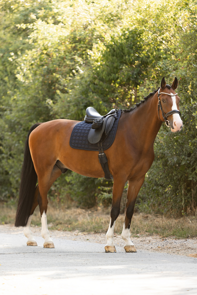 COTTON MOLTON<br>SADDLE CLOTH