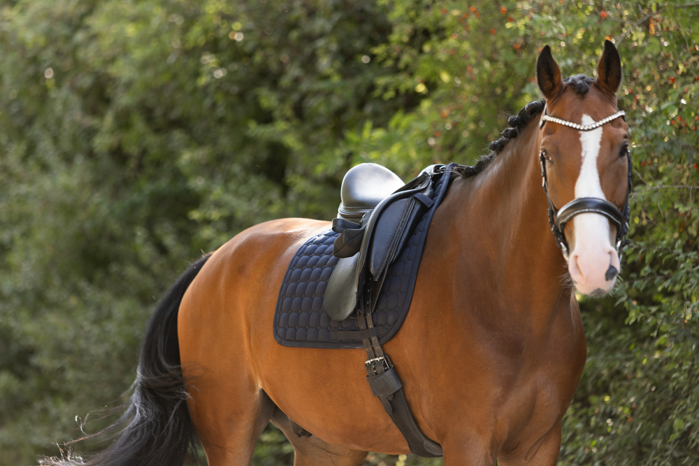 COTTON MOLTON<br>SADDLE CLOTH