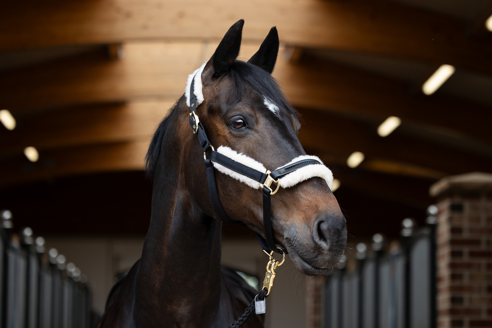 EVO WOOL DOUBLEPIN<br>HEADCOLLAR