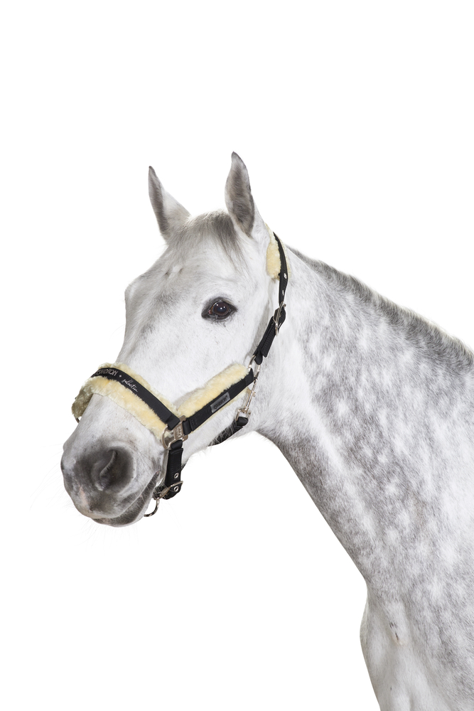 FAUXFUR PIN BUCKLE<br>HEADCOLLAR