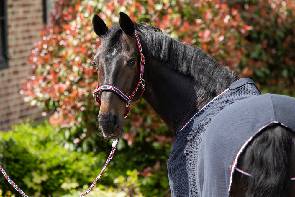 PIN BUCKLE<br>HEADCOLLAR