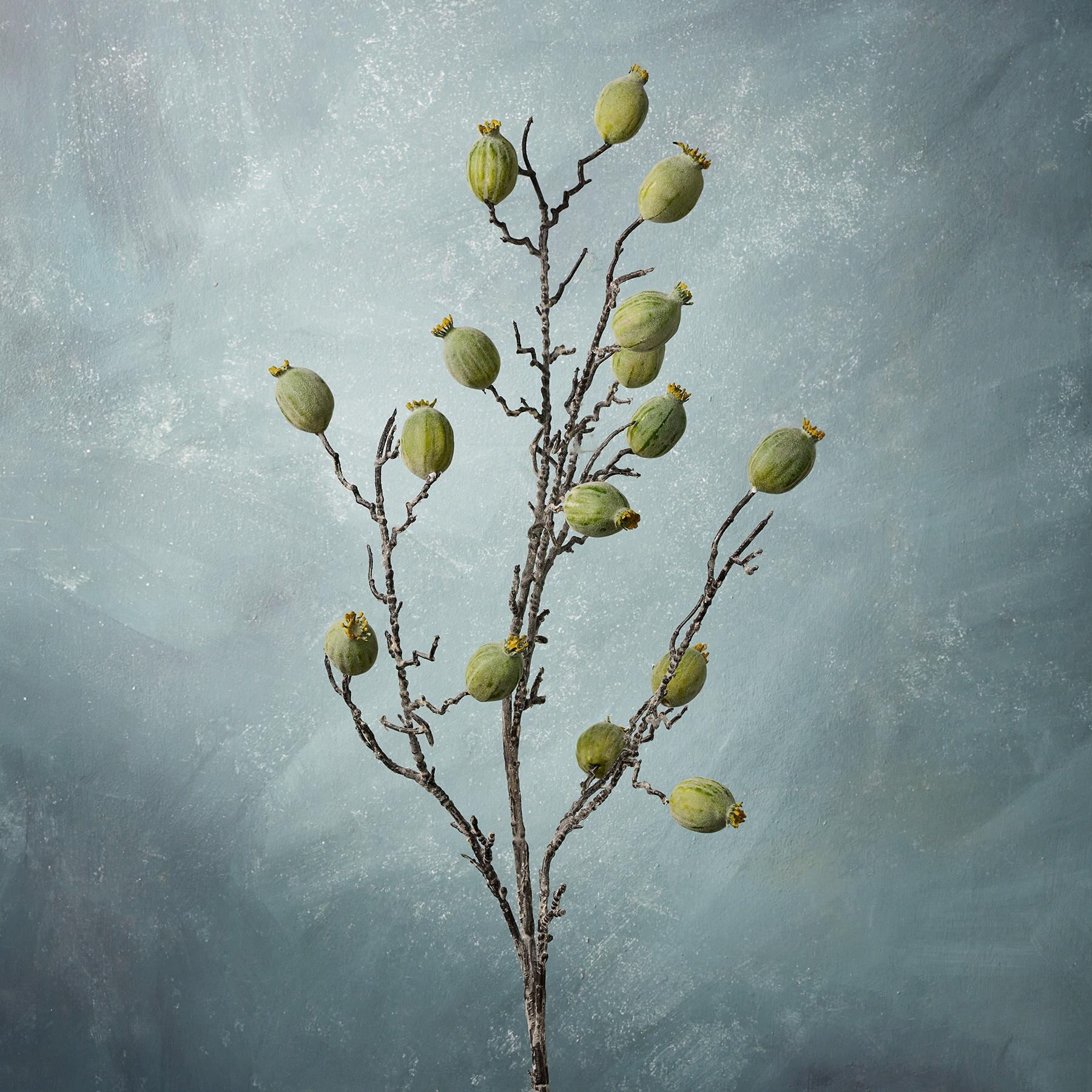 Bountiful Botanicals