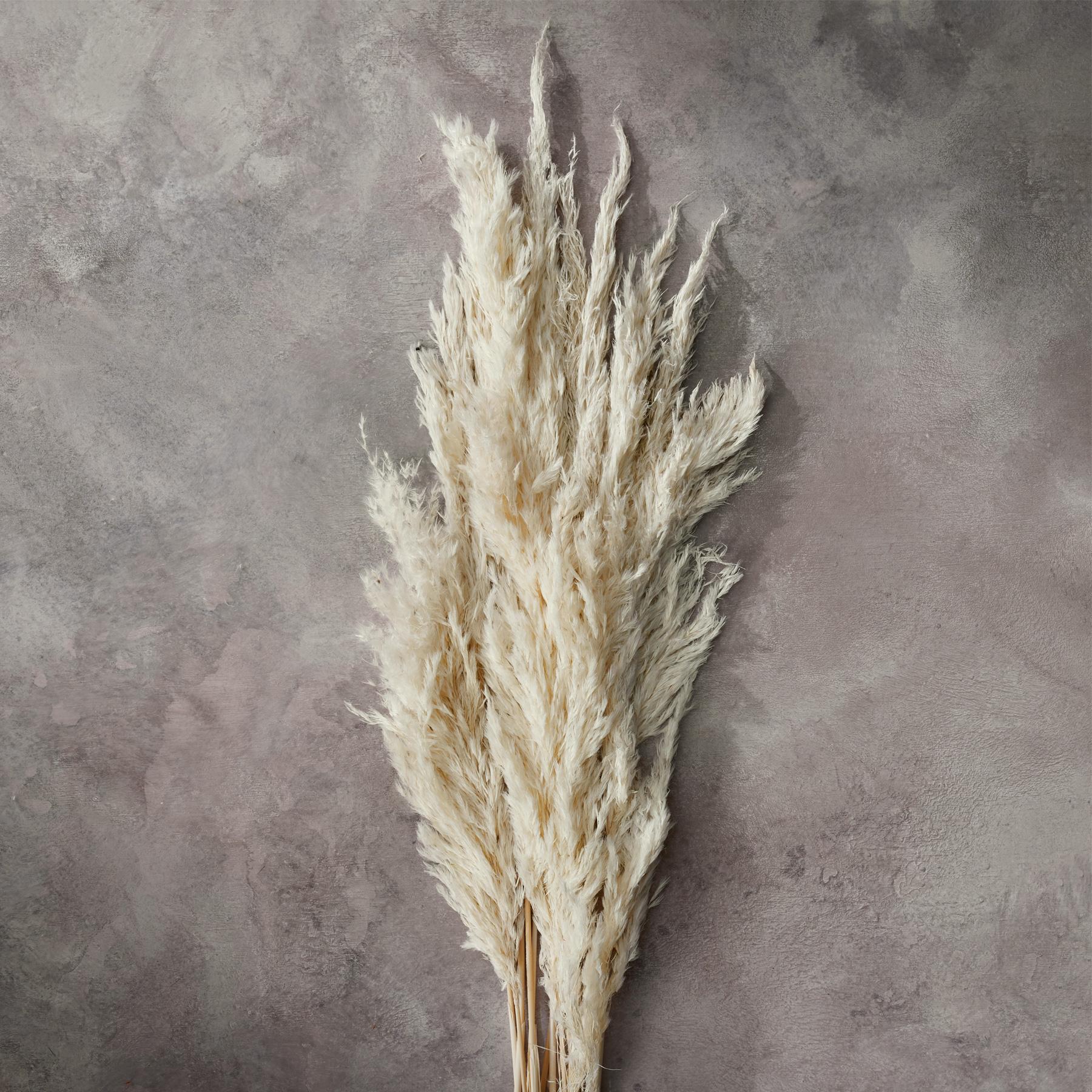 Rowan Pampas Grass