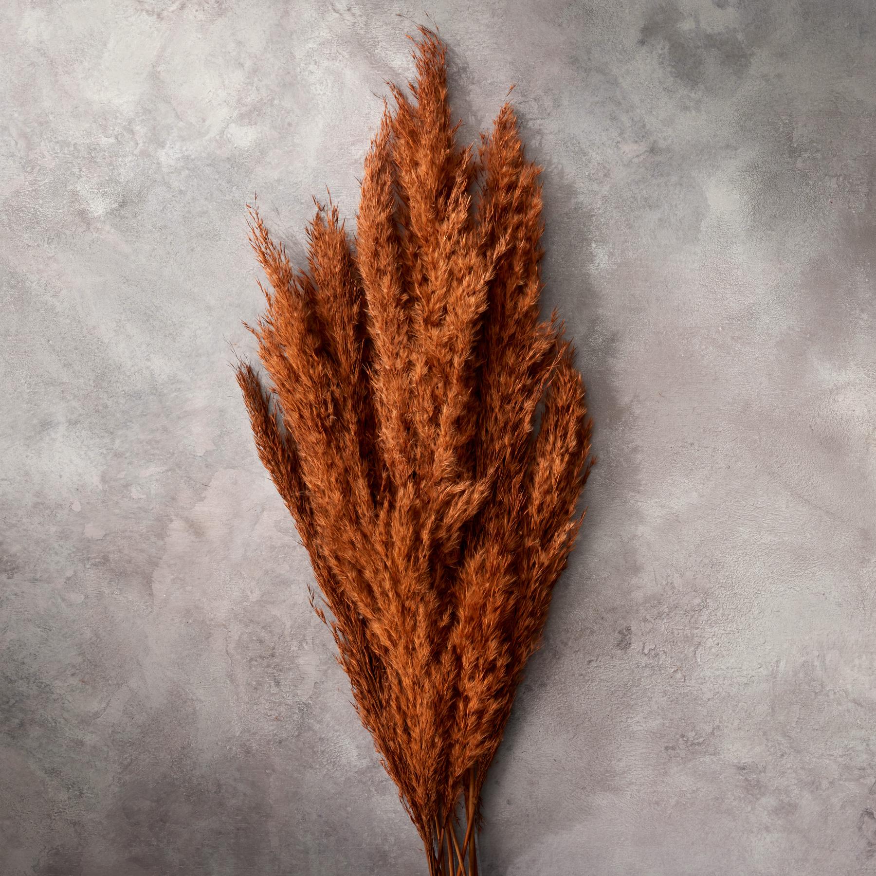 Rowan Pampas Grass