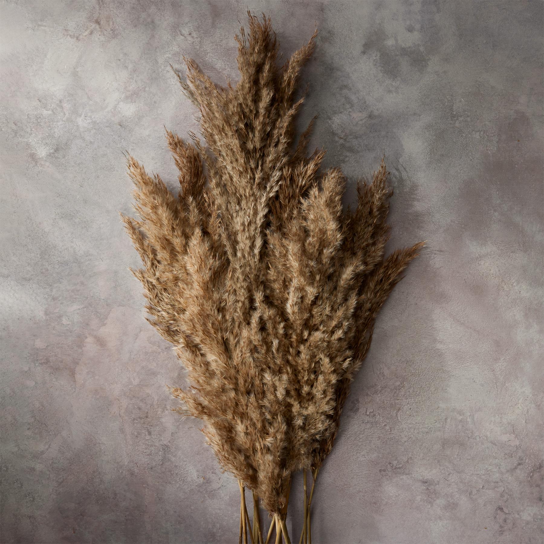 Rowan Pampas Grass