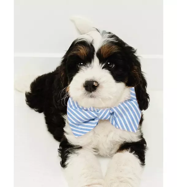 Pink Gingham Dog Bow Tie