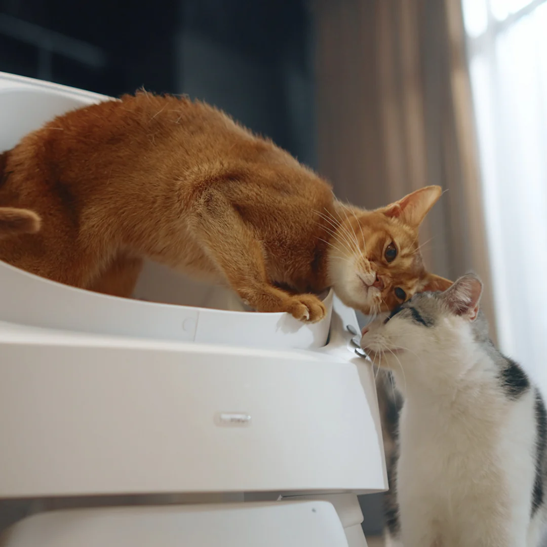 Autoscooper 11 Open-top Self-cleaning Smart Cat Litter Box-PetPivot