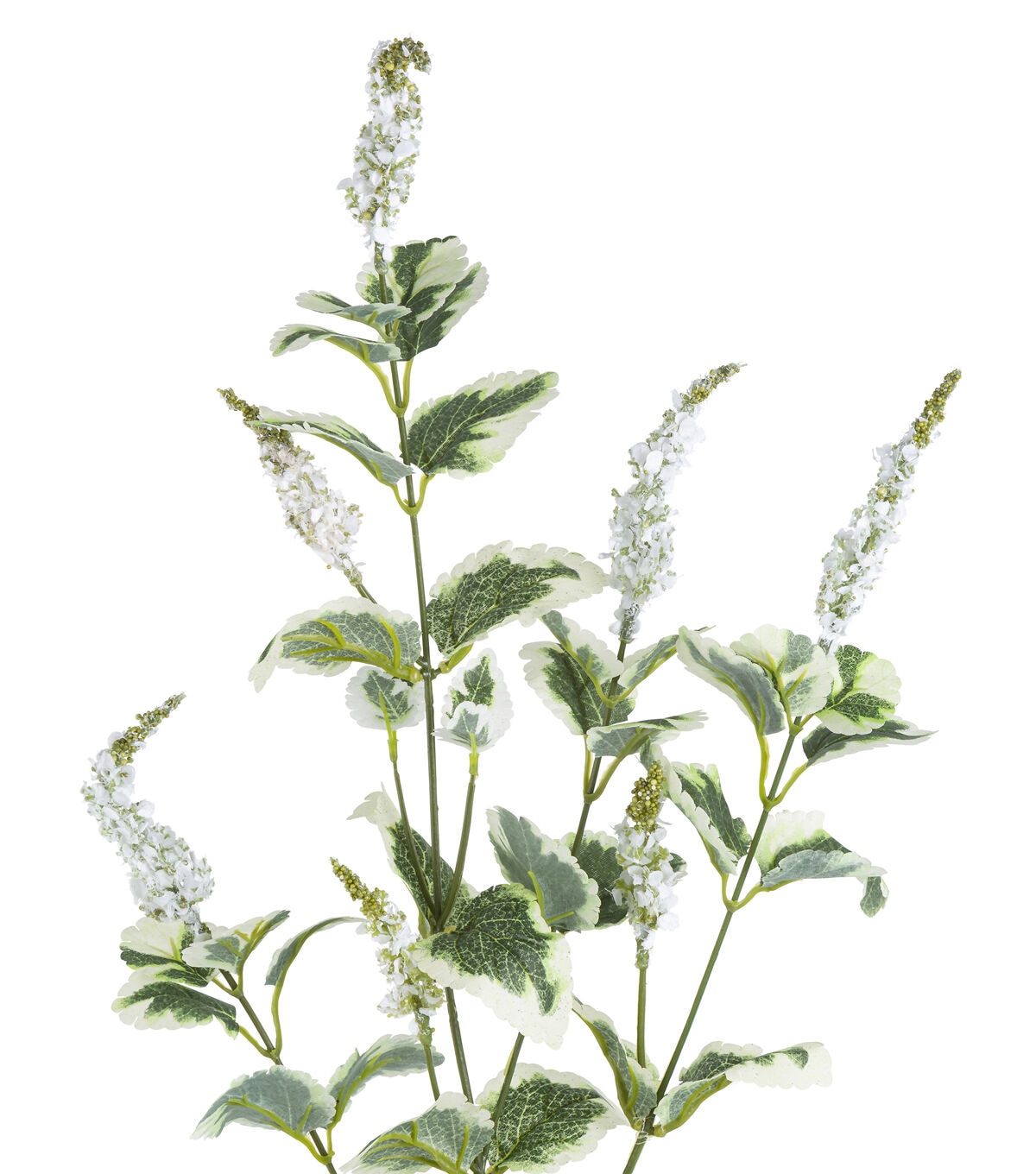 39 Coleus Flower & Leaf Stem by Bloom Room