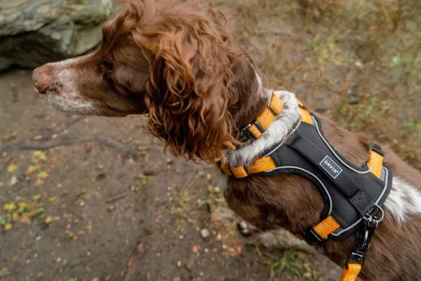 Tough Trail® Dog Harness