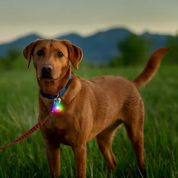 Rechargeable Dog Collar Light