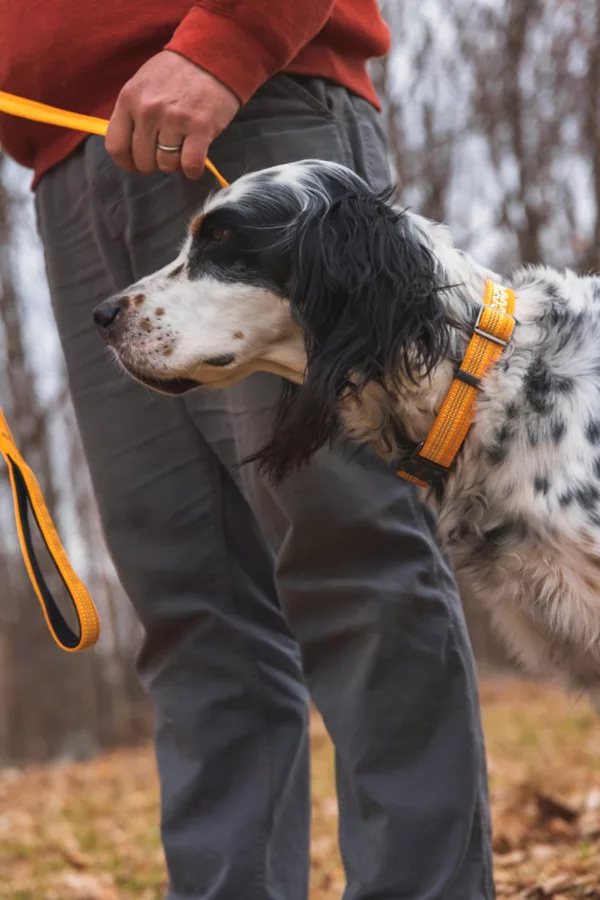 Tough Trail® Dog Collar
