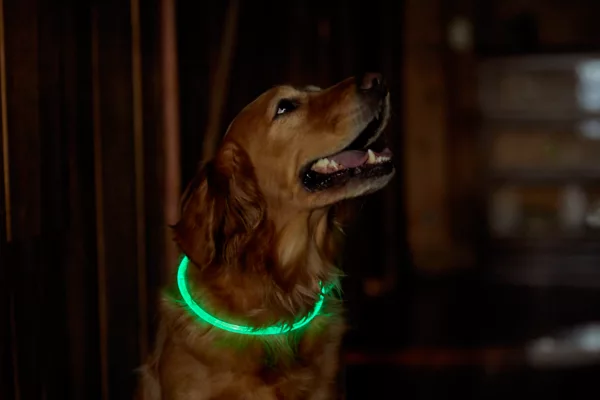 LED Rechargeable Safety Collar
