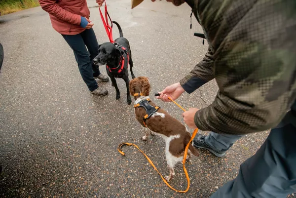 Tough Trail® Dog Harness