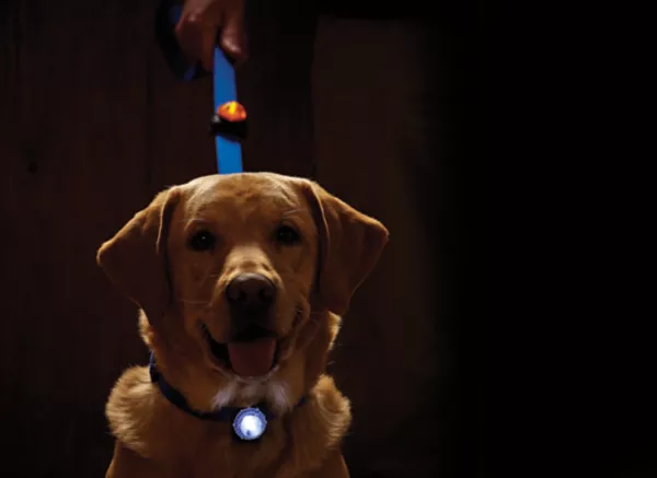 LED Safety Collar Light