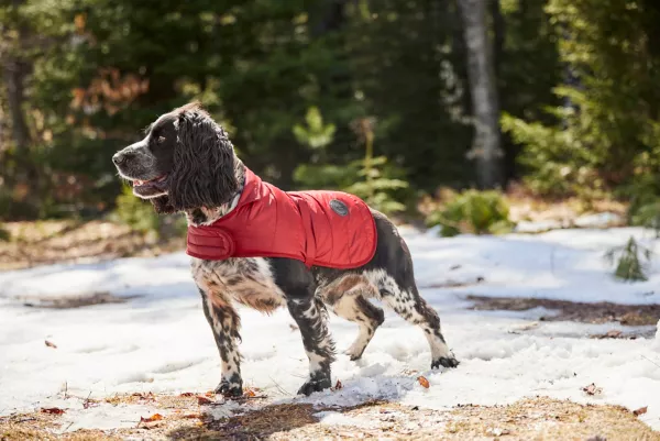 Barbour® Baffle Dog Jacket