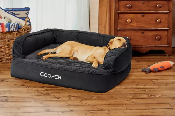 Orvis Memory Foam Couch Dog Bed