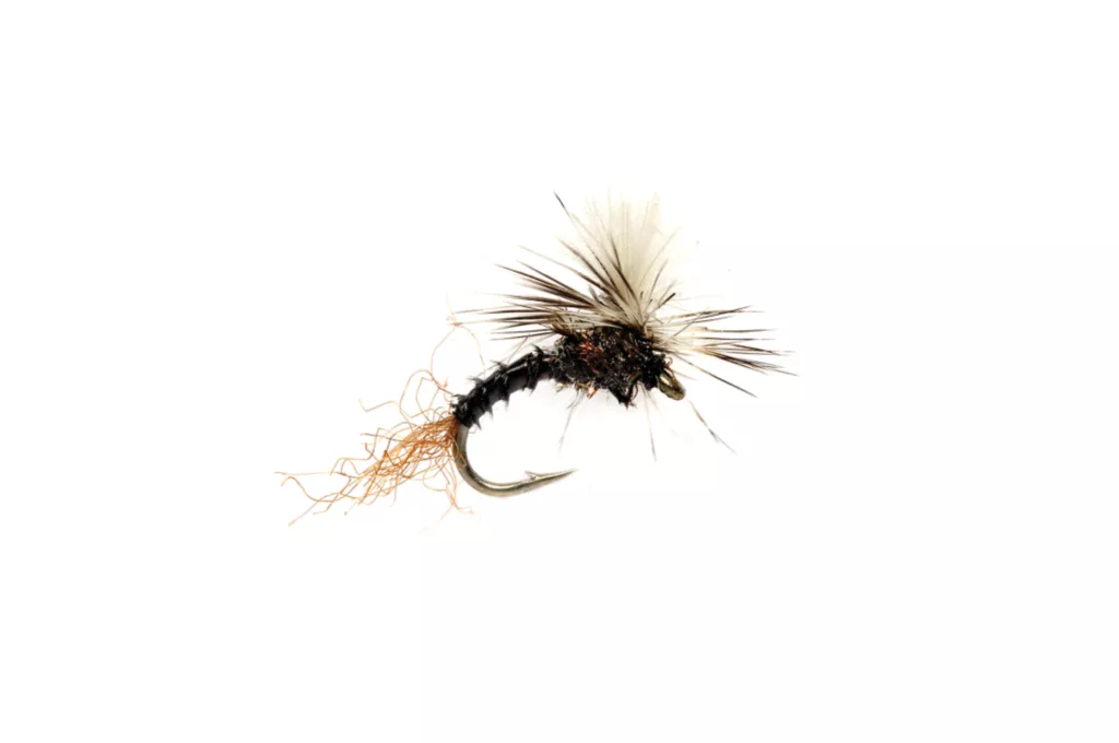 Birchell's Hatching Midge