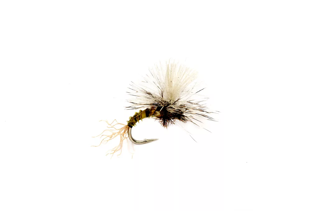 Birchell's Hatching Midge