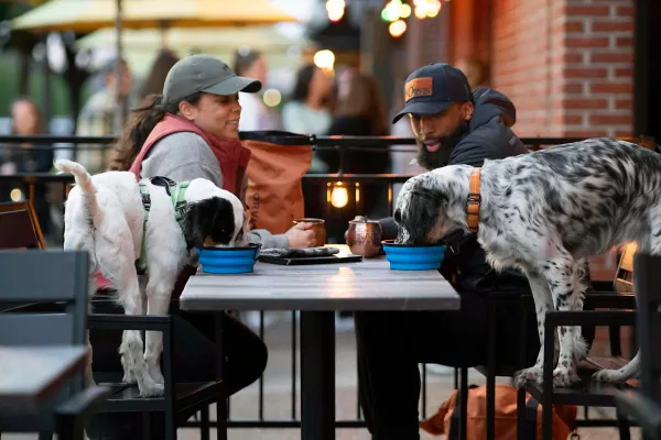 Tough Trail® Dog Harness