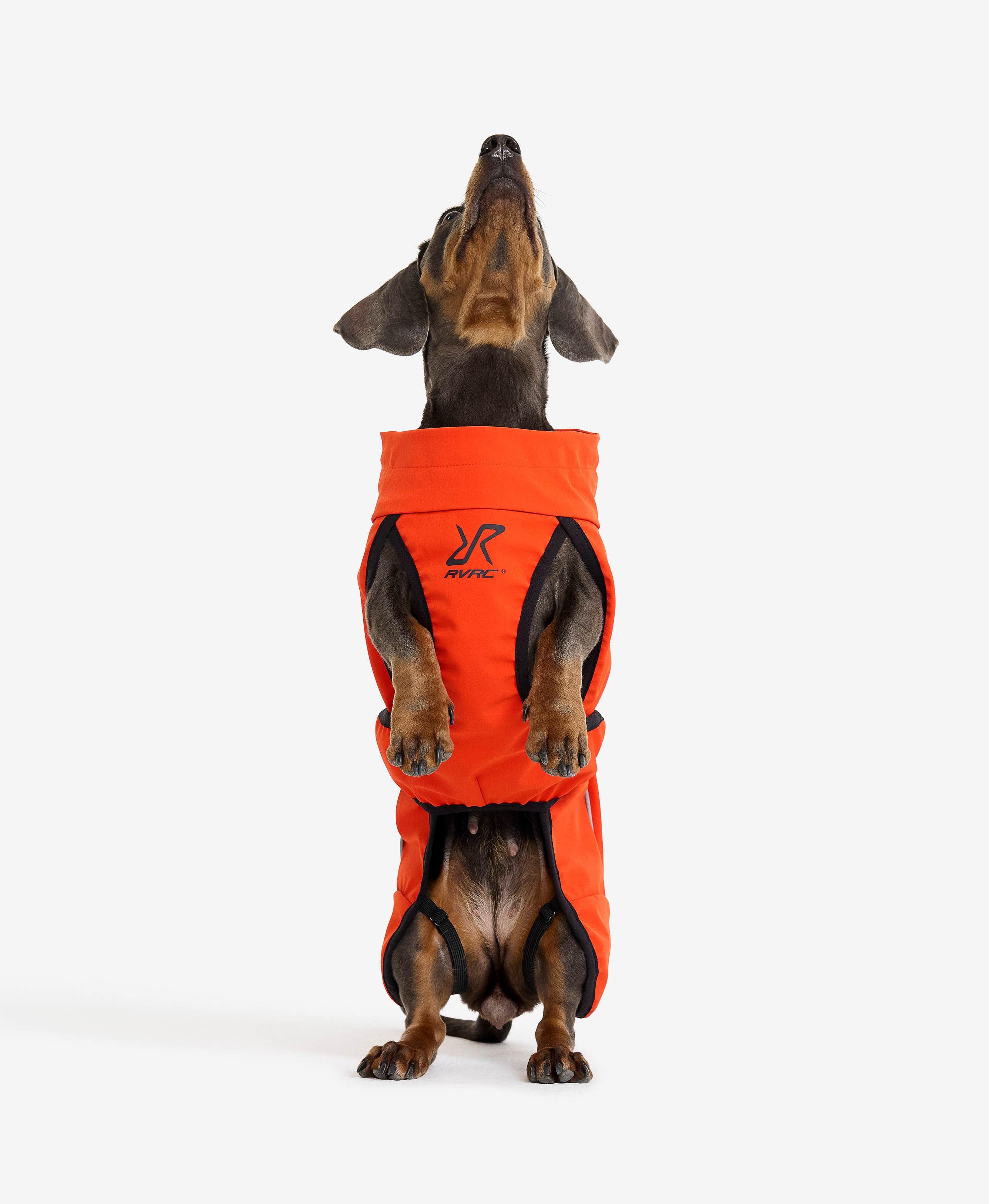Cyclone Dog Jacket Dog