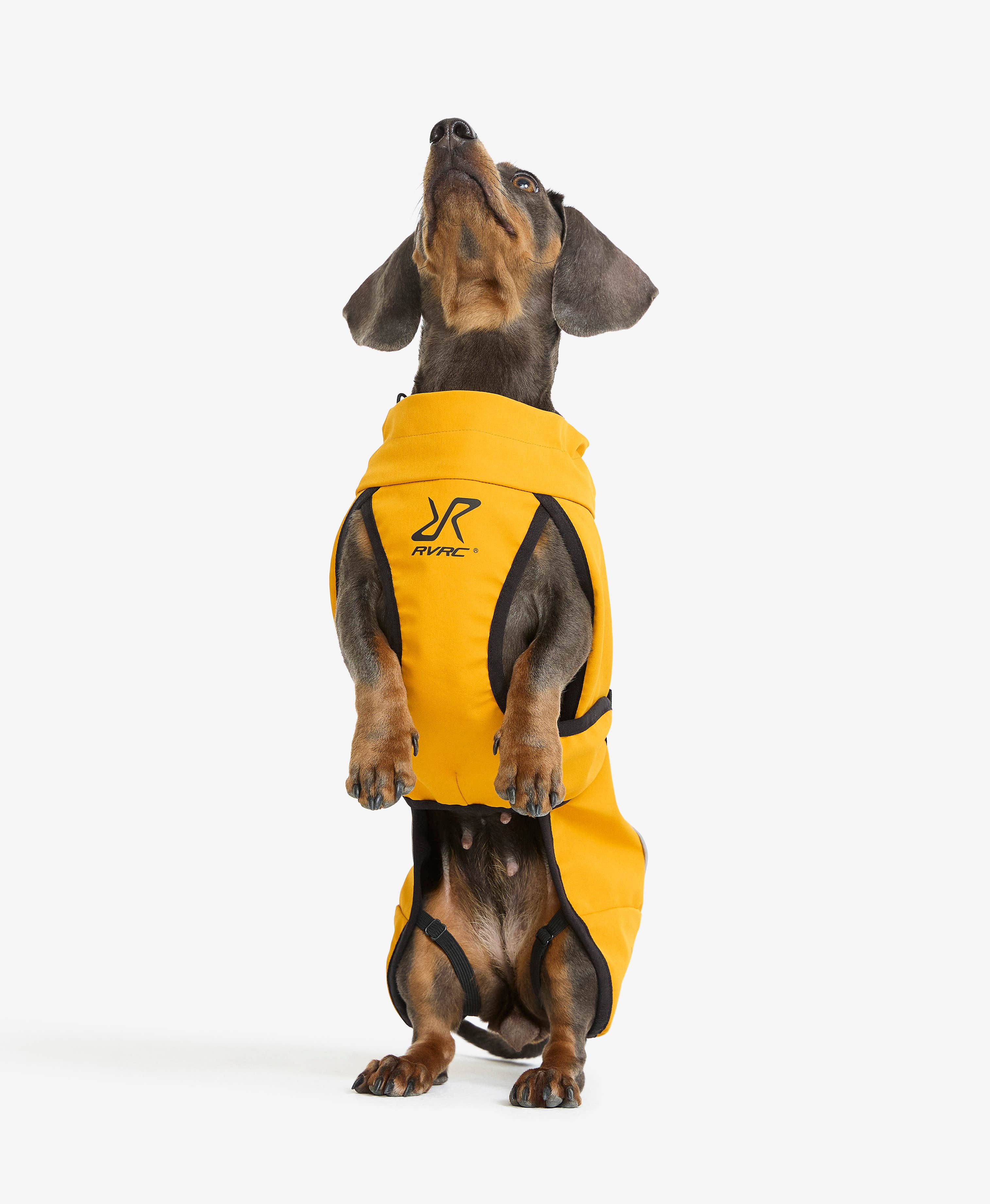 Cyclone Dog Jacket Dog