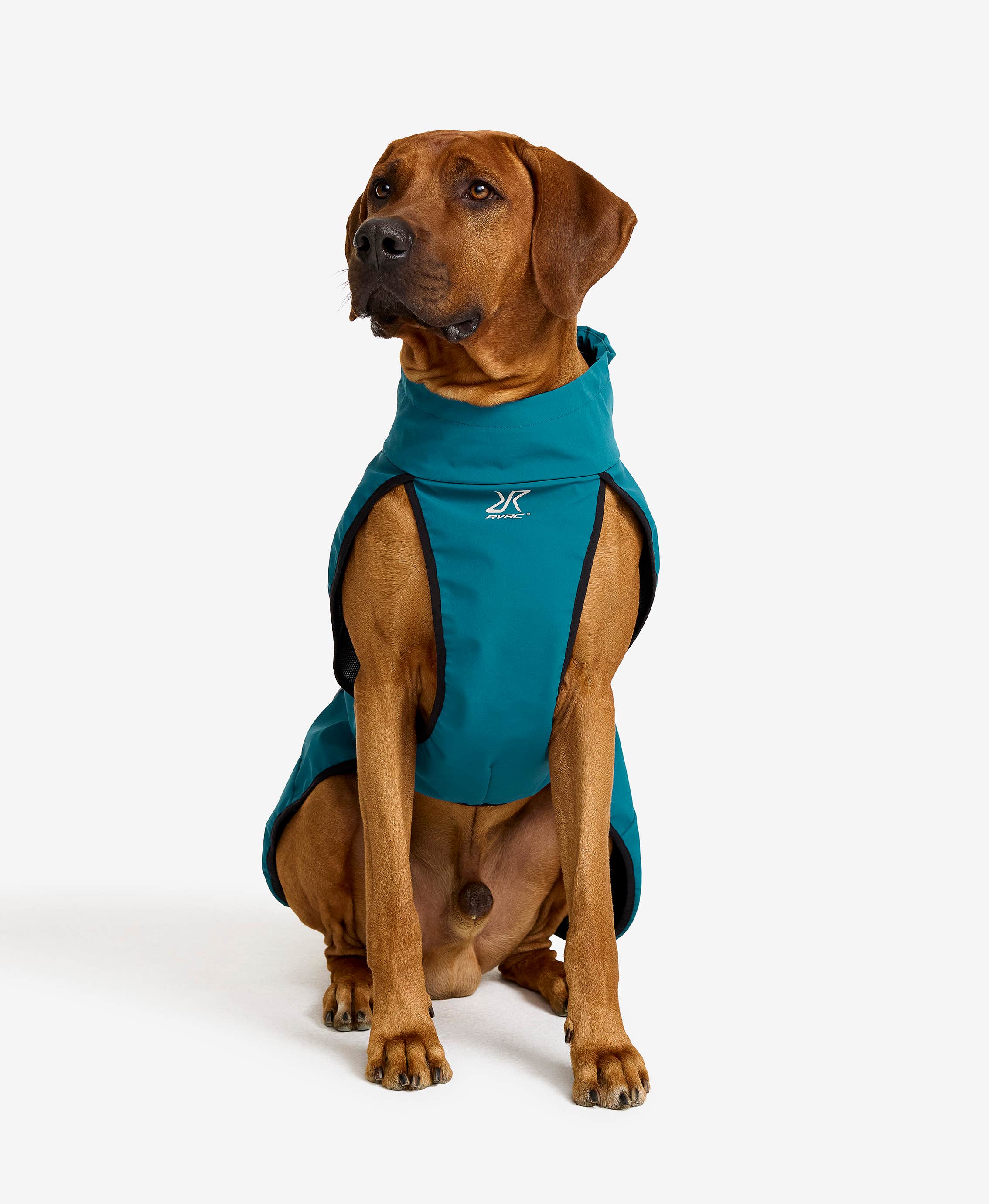 Cyclone Dog Jacket Dog