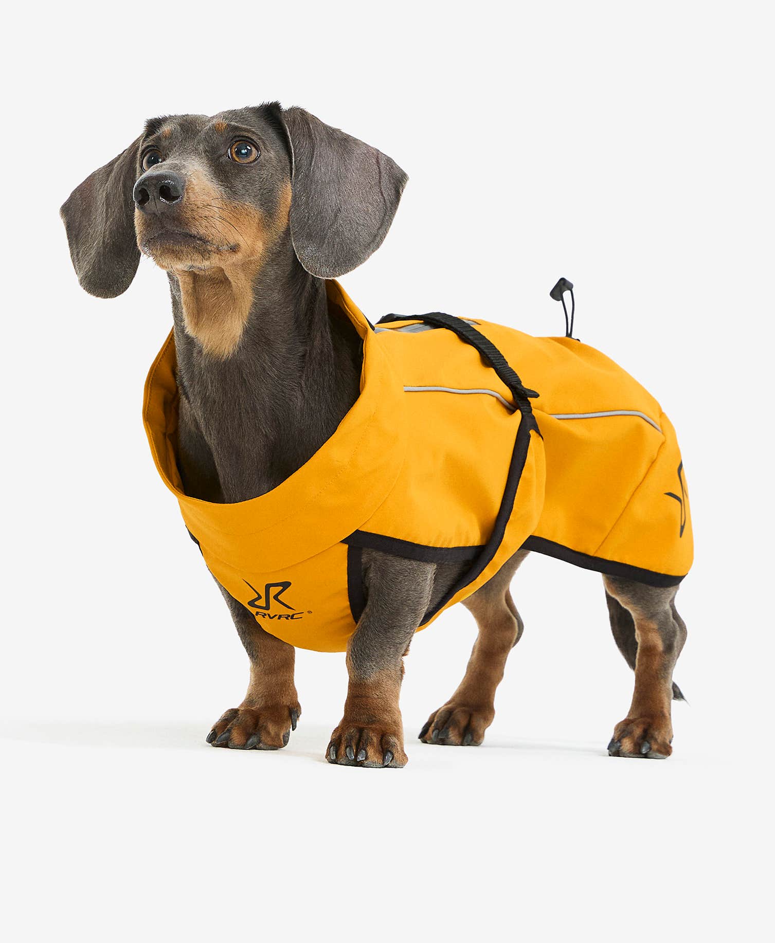 Cyclone Dog Jacket Dog