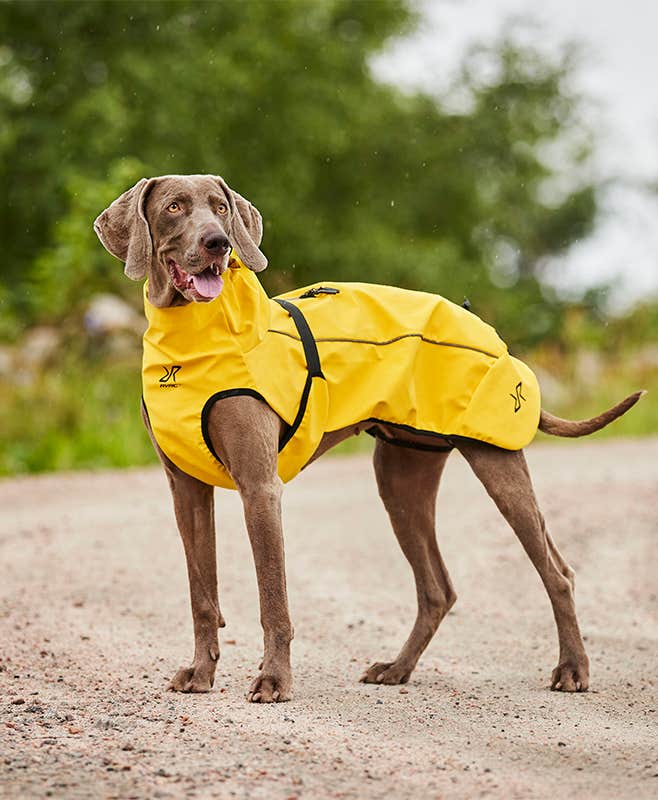 Cyclone Dog Jacket Dog