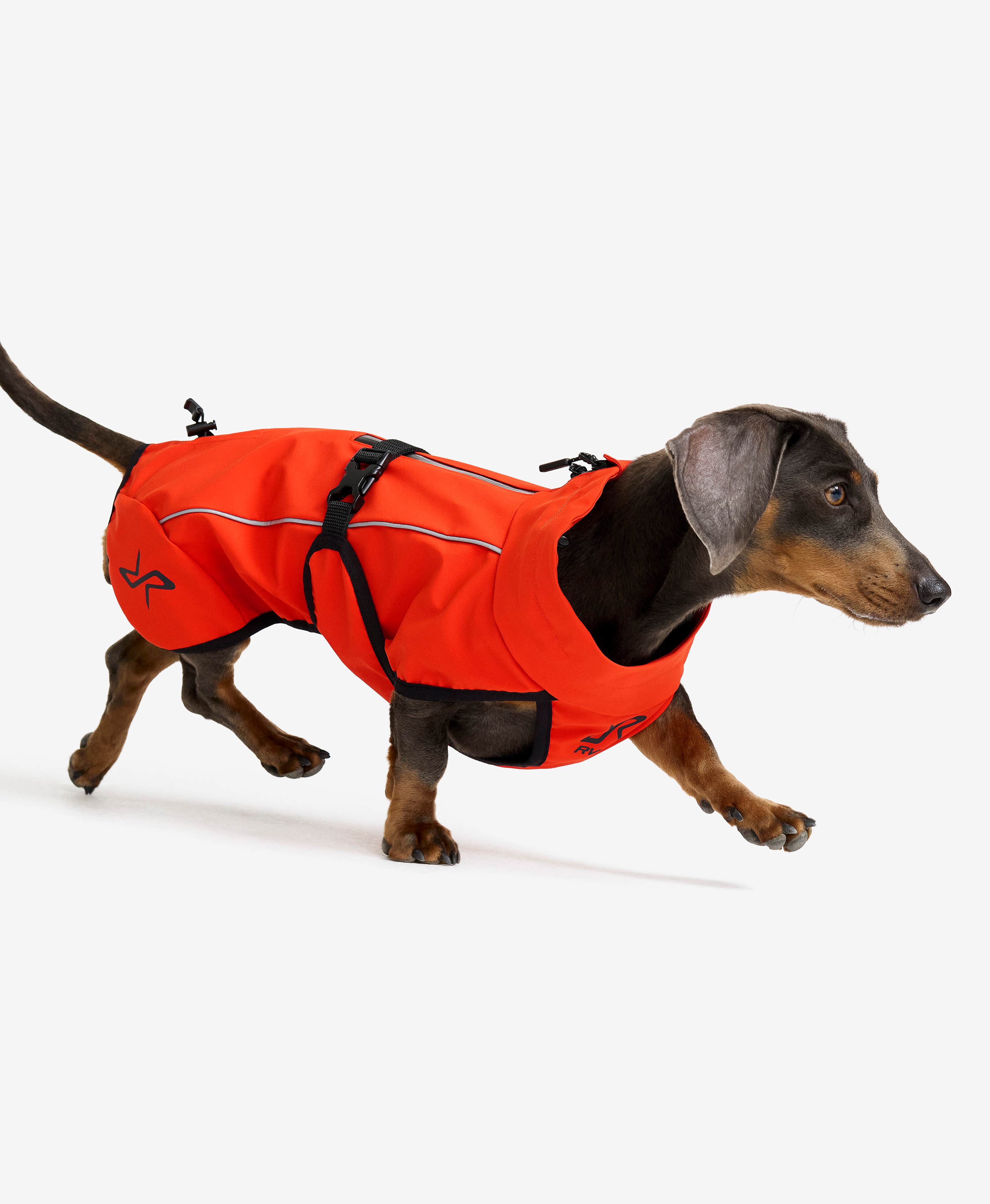 Cyclone Dog Jacket Dog