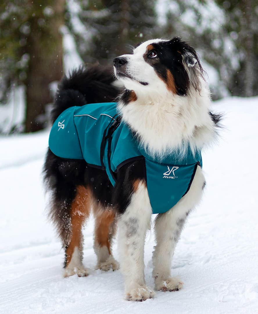 Cyclone Dog Jacket Dog