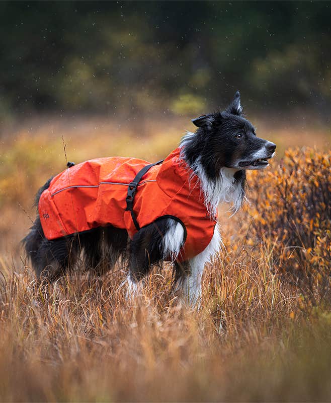 Cyclone Dog Jacket Dog