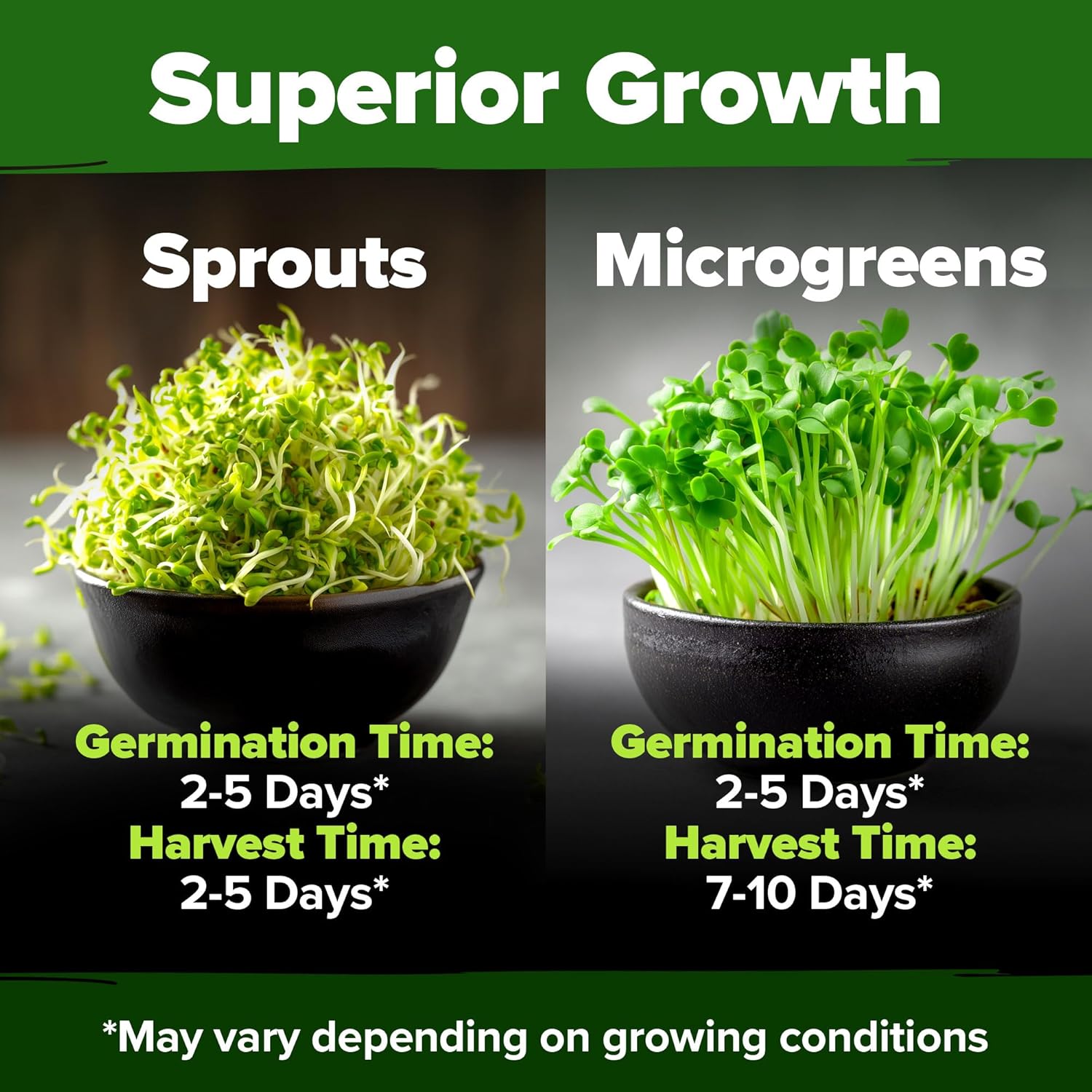 HOME GROWN English Lavender Seeds 1,500+ Non GMO Wildflower Seed for Planting Indoor/Outdoor, High Germination, Plant Flower Seeds (Lavandula antustifolia)