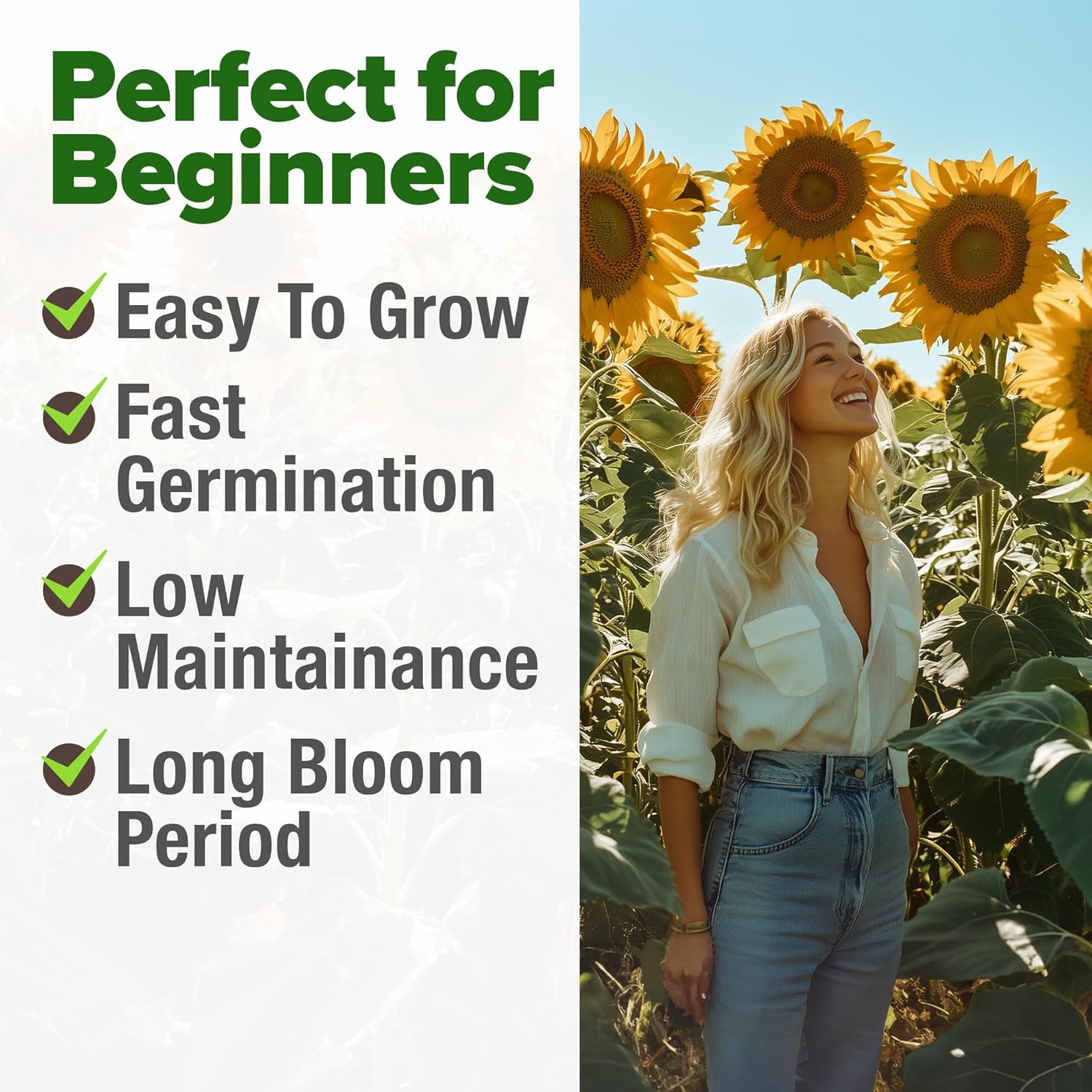 HOME GROWN English Lavender Seeds 1,500+ Non GMO Wildflower Seed for Planting Indoor/Outdoor, High Germination, Plant Flower Seeds (Lavandula antustifolia)