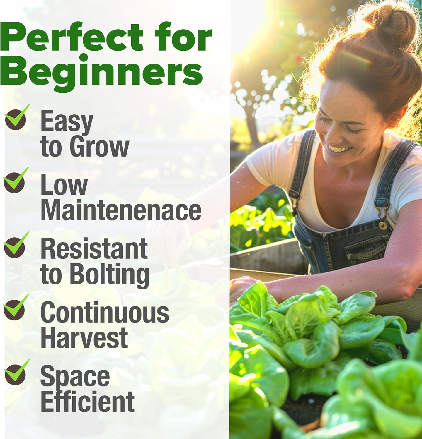 HOME GROWN English Lavender Seeds 1,500+ Non GMO Wildflower Seed for Planting Indoor/Outdoor, High Germination, Plant Flower Seeds (Lavandula antustifolia)