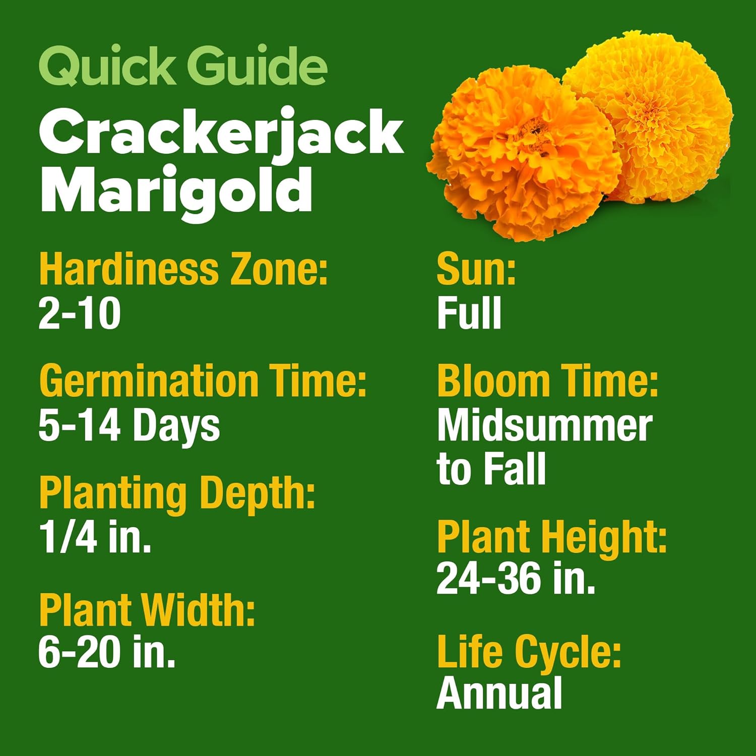 HOME GROWN English Lavender Seeds 1,500+ Non GMO Wildflower Seed for Planting Indoor/Outdoor, High Germination, Plant Flower Seeds (Lavandula antustifolia)