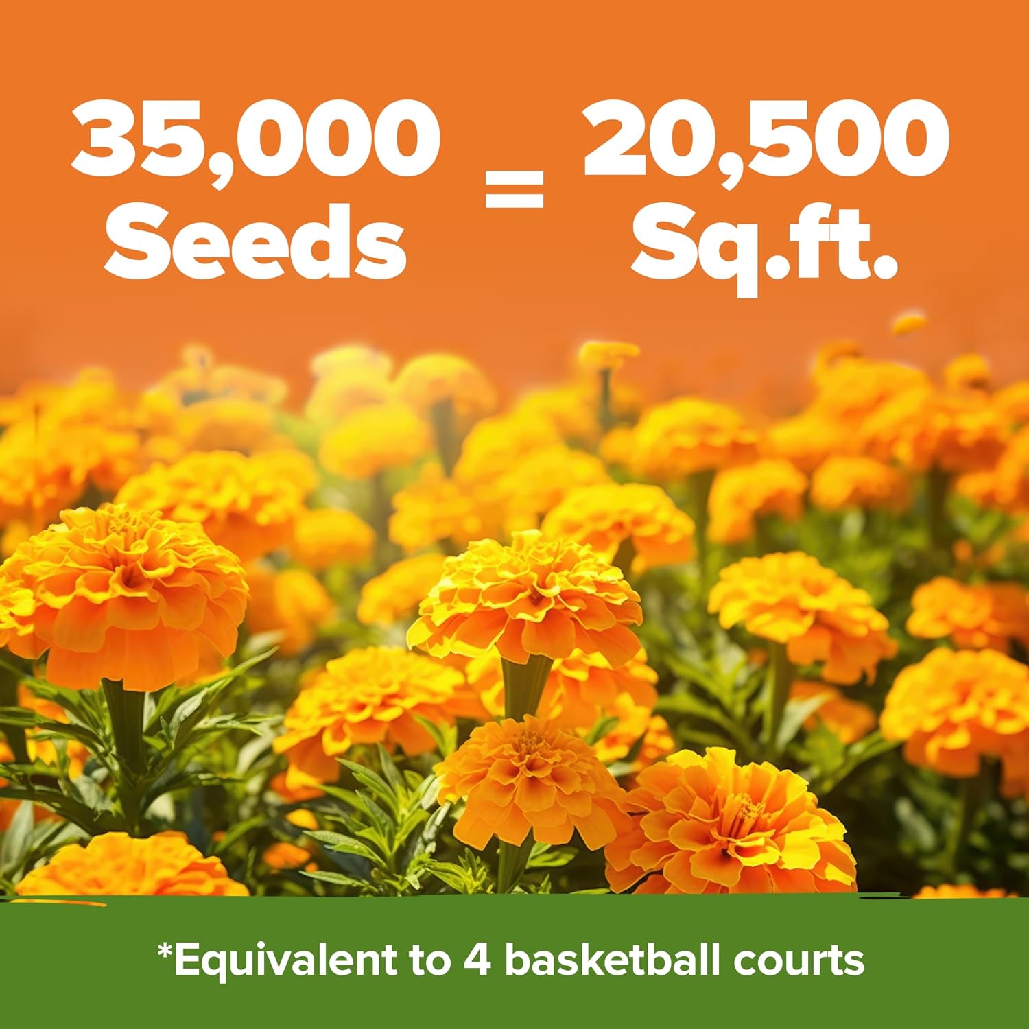 HOME GROWN English Lavender Seeds 1,500+ Non GMO Wildflower Seed for Planting Indoor/Outdoor, High Germination, Plant Flower Seeds (Lavandula antustifolia)